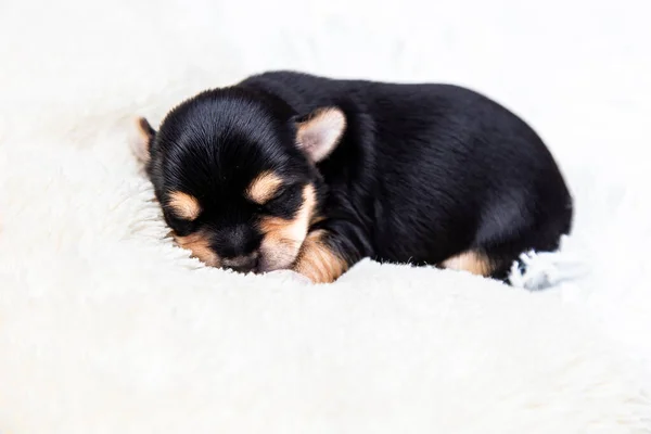 Un piccolo cucciolo di Yorkshire Terrier nero dorme su una coperta bianca. spazio per il testo — Foto Stock