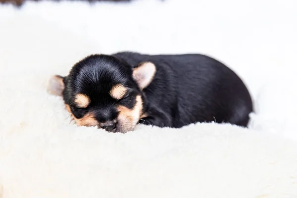 Küçük siyah bir Yorkshire Terrier köpeği beyaz bir battaniyenin üzerinde uyur. Metin için boşluk