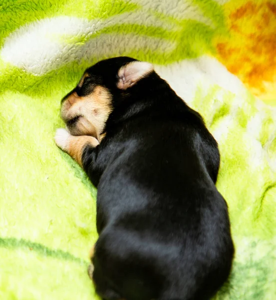 Küçük siyah bir Yorkshire Terrier köpeği beyaz bir battaniyenin üzerinde uyur. Metin için boşluk