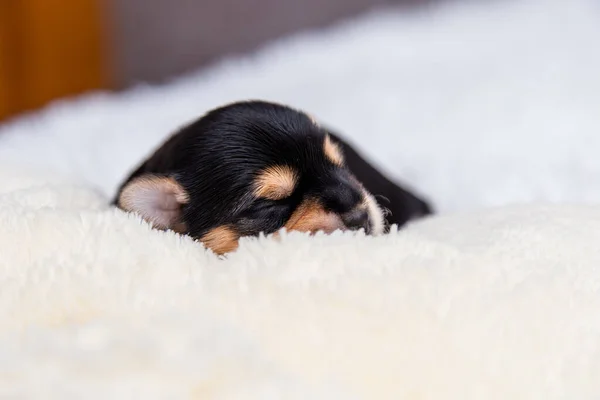 A small black Yorkshire Terrier puppy sleeps on a white blanket — Stock Photo, Image