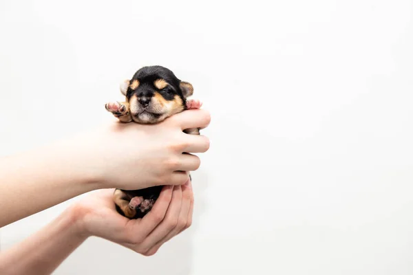Un pequeño cachorro Yorkshire Terrier negro en las manos sobre un fondo blanco — Foto de Stock