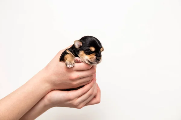 A small black Yorkshire Terrier puppy in the hands on a white background — Zdjęcie stockowe