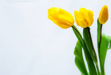 Güzel ve taze sarı laleler yeşil arka planda bir vazoda duruyor. Tebrik kartı.