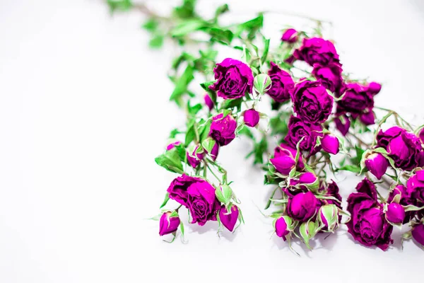Сушеные Бутоны Роз Травяного Чая — стоковое фото