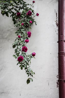 duvar eski bir arka plan üzerinde gül bush