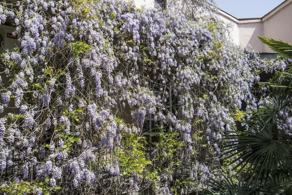 Wisteria - sarmaşık bitki, çiçek