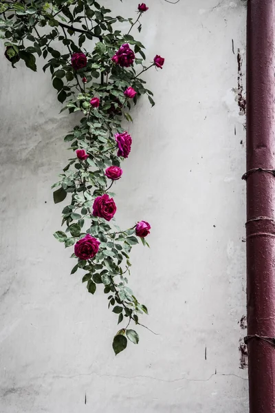 duvar eski bir arka plan üzerinde gül bush