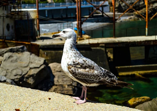 Bir martı korkulukta fotoğraflanır..