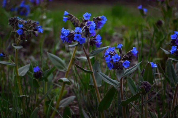 İlk bahar çiçekleri.