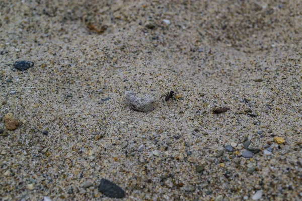 Kumda karınca. Kumda sürünen karınca..