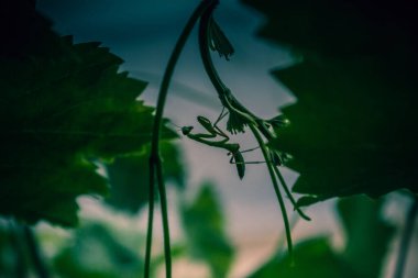 Bir yaprağın üzerinde peygamberdevesi.