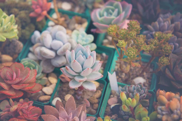 Collection of succulents, echeverias, sedums and other houseplants — Stock Photo, Image