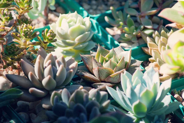 Collection of succulents, echeverias, sedums and other houseplants — Stock Photo, Image