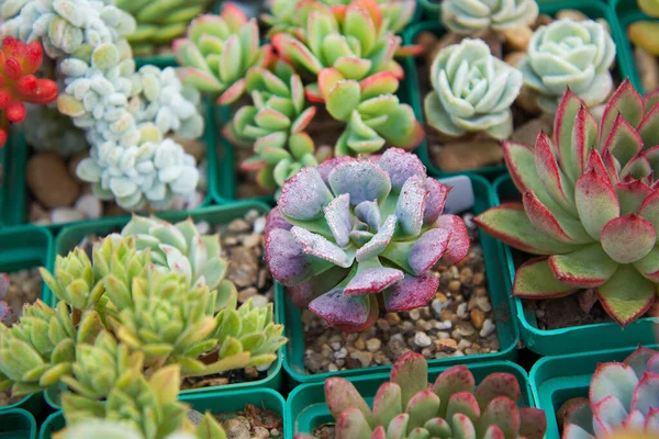 Lezzetli ürünler, echeverias, sedums ve diğer ev bitkilerinin toplanması