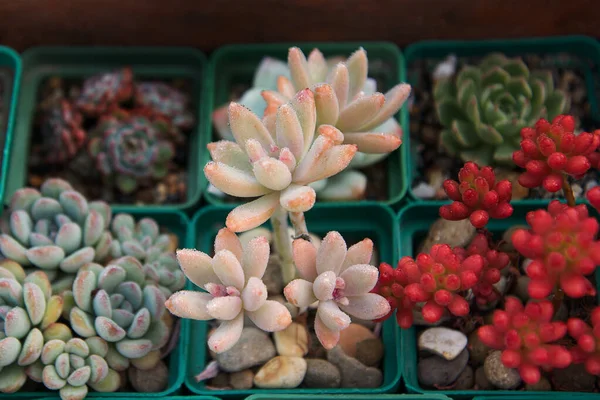 Sammlung von Sukkulenten, Echeveren, Sedums und anderen Zimmerpflanzen — Stockfoto