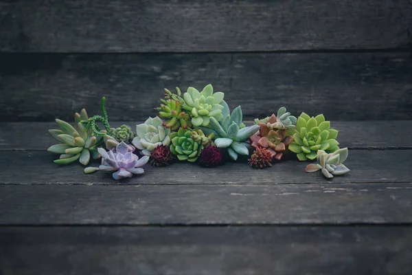 Set of different succulents on a wooden background — Stock Photo, Image