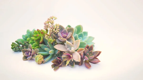 Set of different succulents on a light background — Stock Photo, Image