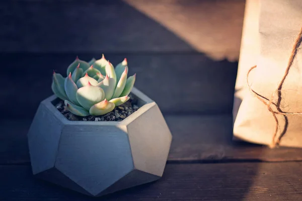 Echeveria chihuahuensis in a concrete pot on a wooden background — Stock Photo, Image