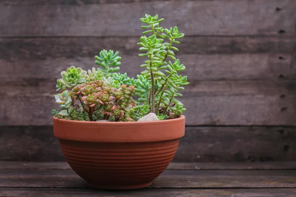 Set of different succulents in ceramic pot on a wooden background — Stock Photo, Image