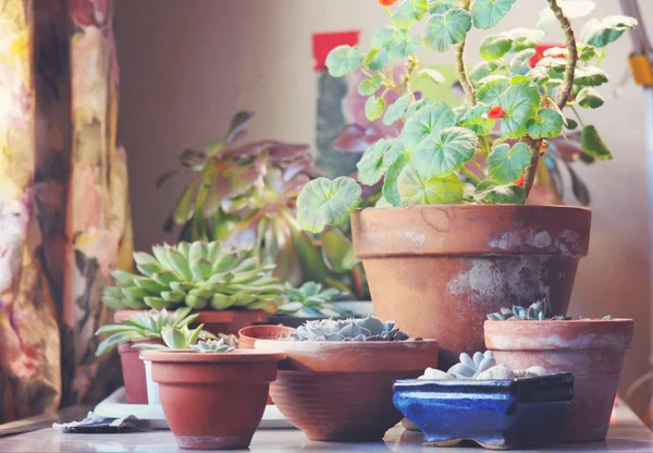 Succulent growing at home in different pots — Stock Photo, Image