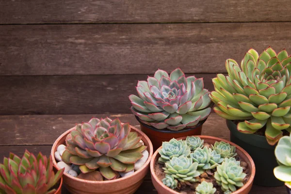 Set of different succulents on a wooden background — Stock Photo, Image