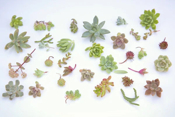 Set of different succulents on a light background — Stock Photo, Image