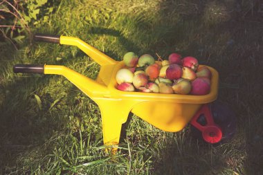 Oyuncak sarı bebek arabasında elmalar