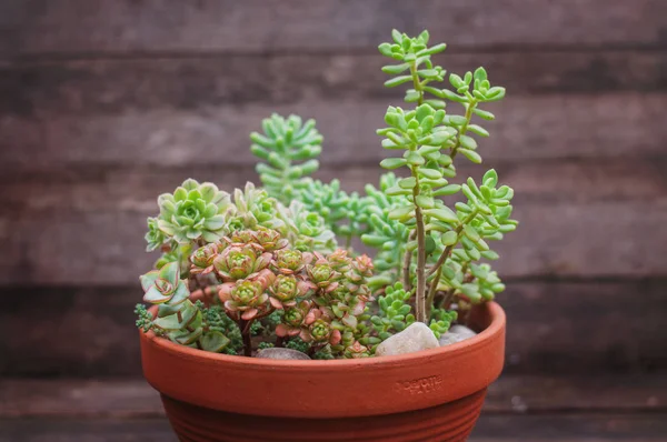 Set of different succulents in ceramic pot on a wooden background — Stock Photo, Image