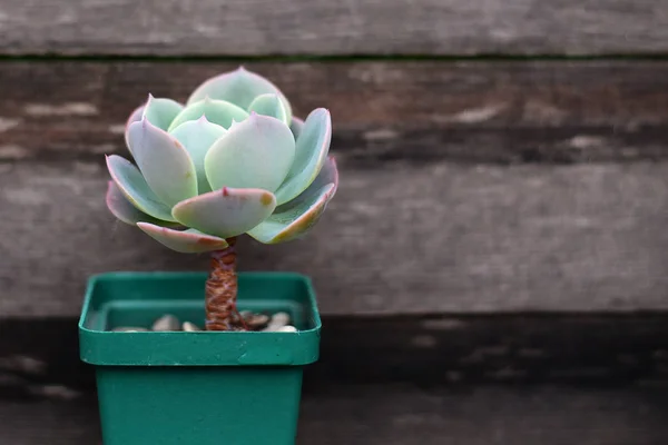 Echeveria imbricata on a wooden background — Stock Photo, Image