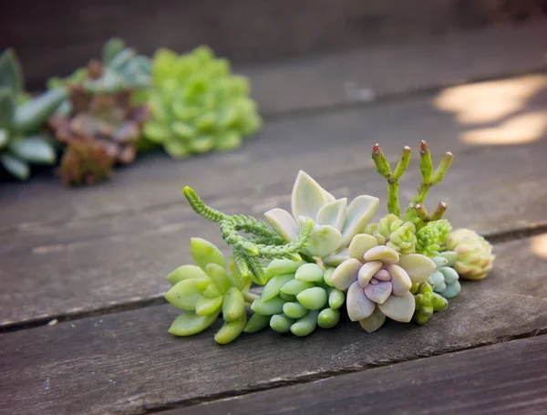 Set of different succulents on a wooden background — Stock Photo, Image