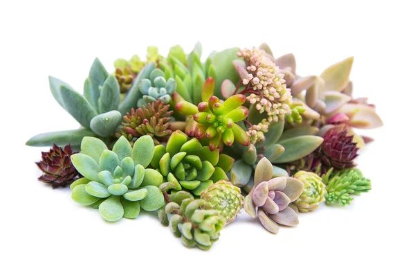 Set of different succulents on a light background — Stock Photo, Image