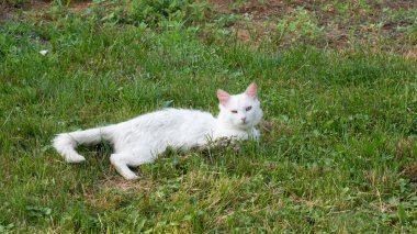 Kedi çimenlerde yatıyor.