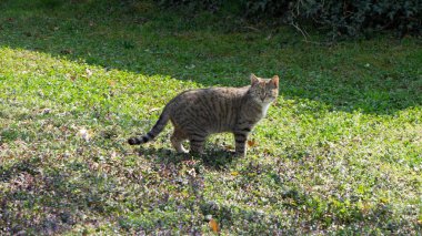 Bir Bengal kedisi çimlerin üzerinde yürüyor