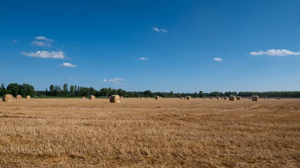 Saman - balya saman, deste toplanan bitkileri kırsal alanla Tarım çiftliği buğday kulakları, hasat sonrası yaptı yığınları içine haddelenmiş.