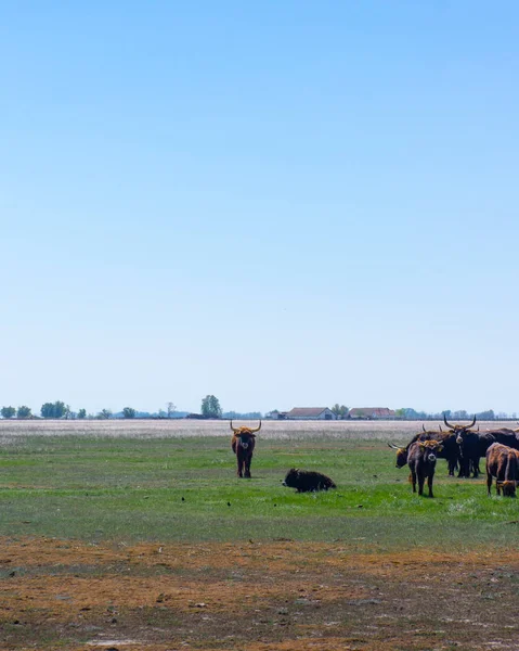 Aurochs de pie en el campo en el Parque Nacional Hortobagy en Hungría — Foto de Stock