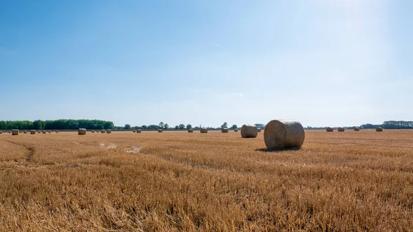 Çayırda saman var. Yazın sarı buğday hasadı. Kırsal doğa manzarası. Tahıl hasadı, hasat. Çiftlik arazisindeki kırsal doğa. Saman balyası. Gökyüzü tarımsal alan.