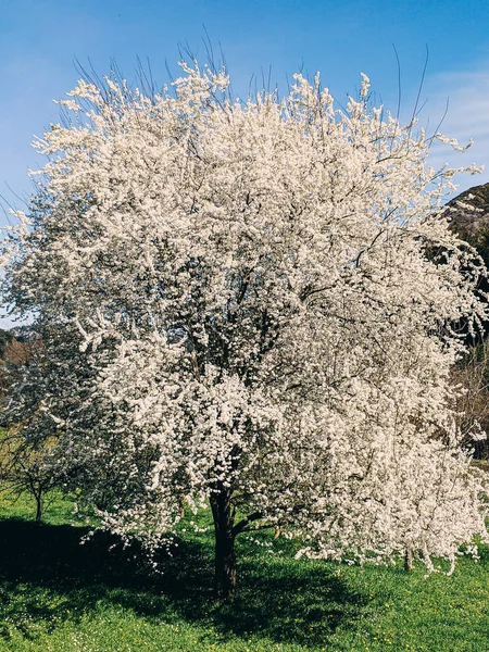 Kwiat wiśni z białymi kwiatami, w wiosenne popołudnie — Zdjęcie stockowe