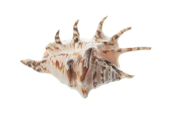 褐色のパターンを持つ貝殻で 白い背景に孤立している — ストック写真