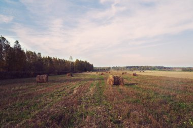 Buğday tarlası ve mavi gökyüzü olan kırsal alan