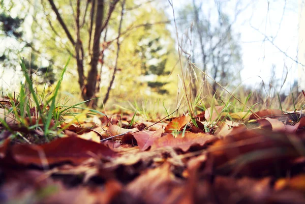 Осенние Листья Парке Крупным Планом — стоковое фото