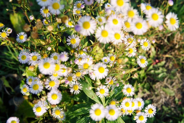 Wild Chamomile Meadow Sunny Day — Stock Photo, Image