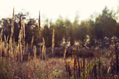 Sonbahar ormanında fazla büyümüş çayır..