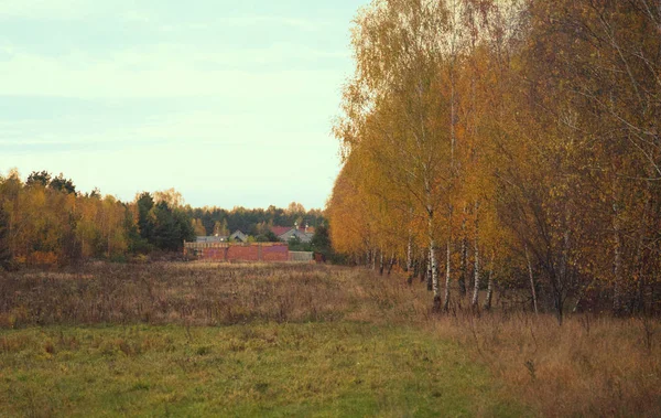 Overgrown Meadow Autumn Forest — Stock Photo, Image