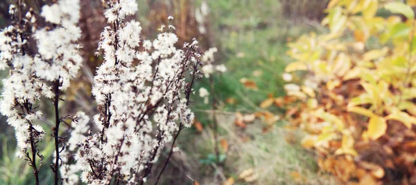 Blurred Background White Flowers — Stock Photo, Image