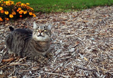 Kedi bahçede yatar ve gökyüzüne bakar..