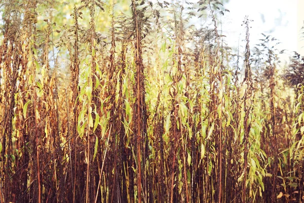 Otoño Plantas Largas Bosque Verde Marrón — Foto de Stock