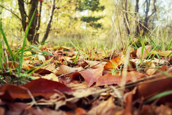 Hojas Otoño Parque Primer Plano — Foto de Stock