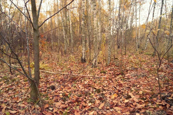 秋天的落叶森林 — 图库照片