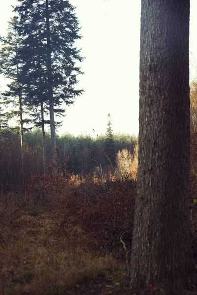 Prachtig Gemengd Bos Herfst Enkelvoudige Bomen — Stockfoto