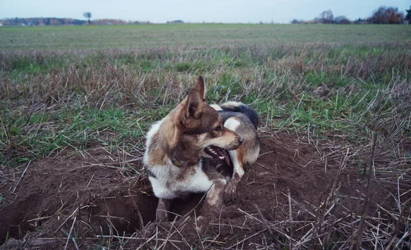 Redhead, beautiful dog digs a hole in the field.